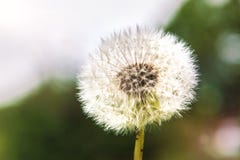 Big dandelion against sky, part of the parachutes fly in the sky. Royalty Free Stock Photos Big dandelion against sky, part of the parachutes fly in the sky. Royalty Free Stock Photos