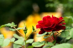 A big dark red blossoming rose, on a bright yellow background with leaves. Stock Photo A big dark red blossoming rose, on a bright yellow background with leaves. Stock Photo