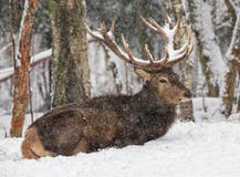 deer trophy horns antlered faling grandi cervi neve covered snow sotto cervo corni trova nobili adulti maschio trofeo nella grande