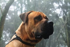Big Dog Boerboel Breed photography portrait in the middle of a forest stock photos Big Dog Boerboel Breed photography portrait in the middle of a forest stock photos
