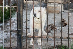Big dog behind fence in cage royalty free stock photo Big dog behind fence in cage royalty free stock photo
