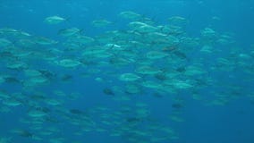 Big-eye Trevallies στο μπλε νερό Στοκ Φωτογραφίες Big-eye Trevallies στο μπλε νερό Στοκ Φωτογραφίες