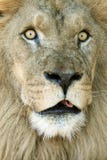 Big Eyes Lion Stock Images