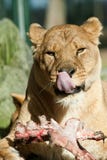 Big female African lion eating. Her prey royalty free stock image