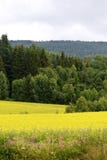 Rapeseed field in rural landscape Royalty Free Stock Image Rapeseed field in rural landscape Royalty Free Stock Image