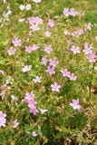 Pink Geranium oxonianum flowering outdoor Royalty Free Stock Photos Pink Geranium oxonianum flowering outdoor Royalty Free Stock Photos