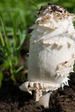 Big Hallucinogen Mushroom Stock Photography