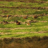 Big Herd of Red Deer during the rut royalty free stock photos Big Herd of Red Deer during the rut royalty free stock photos