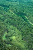 Big Island Aerial Shot - Eucalyptus Rain Forest Royalty Free Stock Images Big Island Aerial Shot - Eucalyptus Rain Forest Royalty Free Stock Images