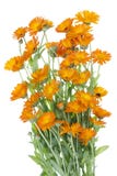 Big Isolated Bush Of Orange Flowers Royalty Free Stock Photo
