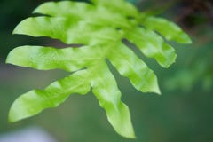 Big leaf or foliage on blur natural background stock image Big leaf or foliage on blur natural background stock image