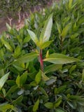 Big Leaves Looks Amazing and Different 2 royalty free stock images Big Leaves Looks Amazing and Different 2 royalty free stock images