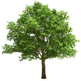 Big Oak Tree Isolated Royalty Free Stock Photo Big Oak Tree Isolated Royalty Free Stock Photo
