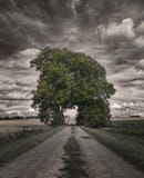 Big Oak Tree in a Rice Field Greyscale Photography Royalty Free Stock Photos Big Oak Tree in a Rice Field Greyscale Photography Royalty Free Stock Photos