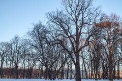 Big old oak tree in winter Park stock image Big old oak tree in winter Park stock image