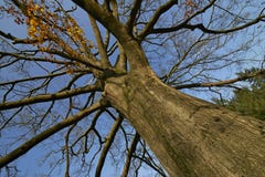 Big old tree in autumn on a nice sunny day Stock Images Big old tree in autumn on a nice sunny day Stock Images