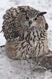 A big owl- eagle owl Eurasian eagle-owl sits on a snowy background stock photography A big owl- eagle owl Eurasian eagle-owl sits on a snowy background stock photography