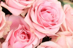 Big Pink Roses Royalty Free Stock Photography