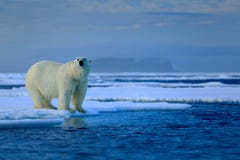 Big polar bear on drift ice edge with snow a water in Arctic Svalbard Royalty Free Stock Image Big polar bear on drift ice edge with snow a water in Arctic Svalbard Royalty Free Stock Image
