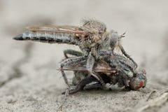 Big predatory robber fly ktyr grabbed fly and riding on the road in the sand, trying to keep it in his arms royalty free stock images Big predatory robber fly ktyr grabbed fly and riding on the road in the sand, trying to keep it in his arms royalty free stock images