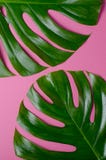 Big real monstera leaves on a pink background. Tropical theme background in a trendy minimalist style. Stock Image Big real monstera leaves on a pink background. Tropical theme background in a trendy minimalist style. Stock Image