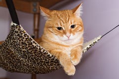 Big red cat lying in the hammock Royalty Free Stock Photography Big red cat lying in the hammock Royalty Free Stock Photography