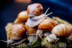 Big Snails Crawling One On One Stock Photography
