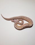 Big snake python people royalty free stock photography Big snake python people royalty free stock photography