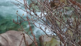 Big Thin Branches stock video Big Thin Branches stock video