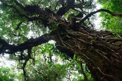 Big Tree In Rain Forest Stock Photography