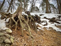 A giant tree root on the surface of the damp earth. It`s spring. Lies snow. stock photo A giant tree root on the surface of the damp earth. It`s spring. Lies snow. stock photo