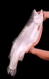 Big Trout On A Black Background Royalty Free Stock Images