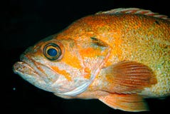 ugly fish with big lips ugly fish with big lips