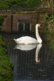 Perfect mirror swan