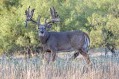 Big whitetail Buck coming out of velvet