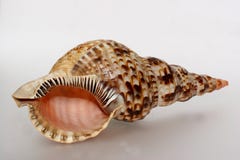 Biggest Greek Snail Shell Front Royalty Free Stock Photo