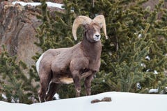 Bighorn Ram Stock Images Bighorn Ram Stock Images