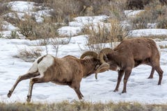 Bighorn Sheep Royalty Free Stock Image Bighorn Sheep Royalty Free Stock Image