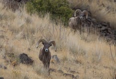 bighornen rams får fotografering för bildbyråer bighornen rams får fotografering för bildbyråer