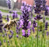 Bij en lavendel stock foto Bij en lavendel stock foto