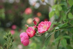 Bij en roze bloem royalty-vrije stock afbeelding Bij en roze bloem royalty-vrije stock afbeelding