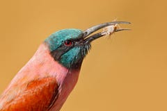 Bij-eter met vangst in de rekening Portret van roze Noordelijke Karmijn bij-Eter, Botswana Detailportret van aandacht roze vogel stock afbeelding Bij-eter met vangst in de rekening Portret van roze Noordelijke Karmijn bij-Eter, Botswana Detailportret van aandacht roze vogel stock afbeelding