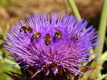 Bijen binnen artisjokbloem stock fotografie Bijen binnen artisjokbloem stock fotografie