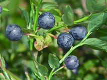Bilberry. Stock Photos Bilberry. Stock Photos