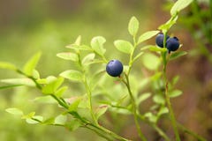 Bilberry Bilberry
