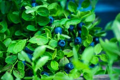 Bilberry In The Forest Stock Photo Bilberry In The Forest Stock Photo