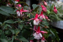 Bild sch?ner pinkfarbener magellanica Blume, der pinkfarbenen oder robusten Fuchsie des Kolibris, h?ngende pinkfarbene Blumen im stockbilder Bild sch?ner pinkfarbener magellanica Blume, der pinkfarbenen oder robusten Fuchsie des Kolibris, h?ngende pinkfarbene Blumen im stockbilder