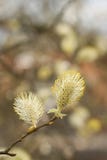 Bilden f?r makroen f?r den PussyWillow Salix capreaen med k?rnar ur huvudet p? filial och en suddig bakgrund arkivfoto Bilden f?r makroen f?r den PussyWillow Salix capreaen med k?rnar ur huvudet p? filial och en suddig bakgrund arkivfoto