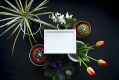 Bilderrahmen-Modell Kaktus, saftige Anlagen, Tulpen und dekorative Felsen Ansicht von oben stockbild Bilderrahmen-Modell Kaktus, saftige Anlagen, Tulpen und dekorative Felsen Ansicht von oben stockbild