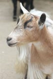 Billy Goats Gruff foto de archivo libre de regalías Billy Goats Gruff foto de archivo libre de regalías